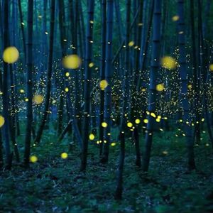 PH(破解免费版)网页
